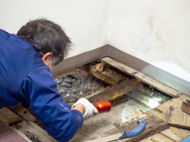 Best Attic Mold Remediation in Crugers, NY