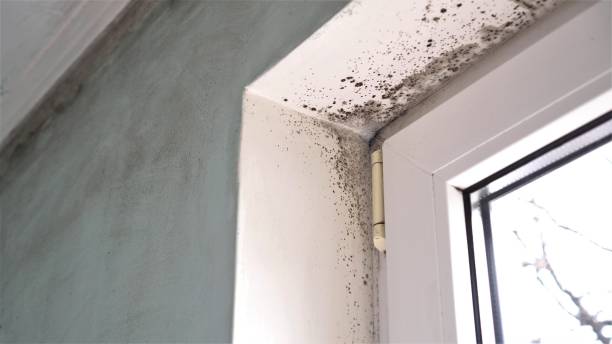 Professional Mold Remediation in Crugers, NY