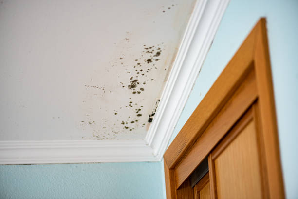Best Residential Mold Remediation in Crugers, NY