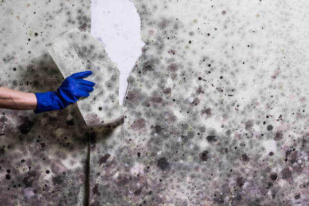 Best Residential Mold Remediation in Crugers, NY